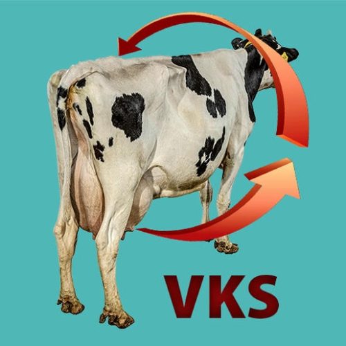 Vücut Kondisyon Skoru (VKS)