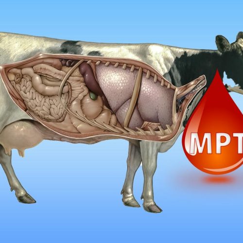 İnekte Metabolik Profil Testi Nedir ?