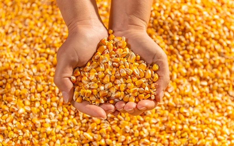 YEMLİK TANE MISIR Yem Hammadde Analiz Değerleri